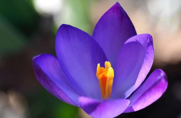 Purple Crocus Flower Closeup