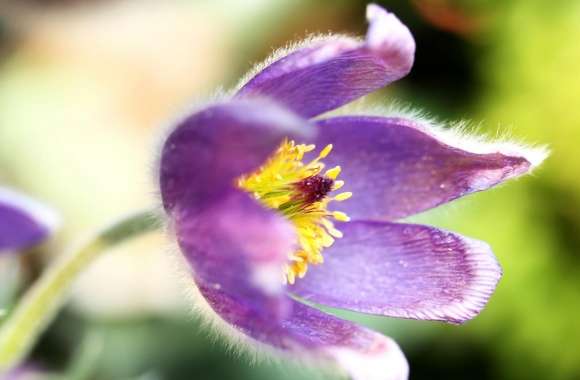 Purple Flower Macro