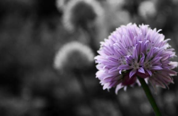 Purple Flower On Black And White Background