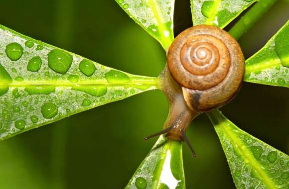 Snail After The Rain