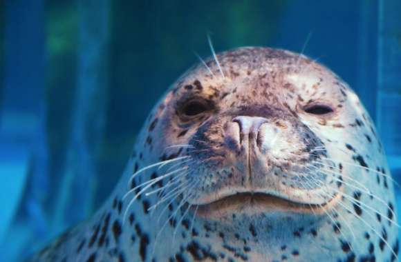 Spotted Seal Winking
