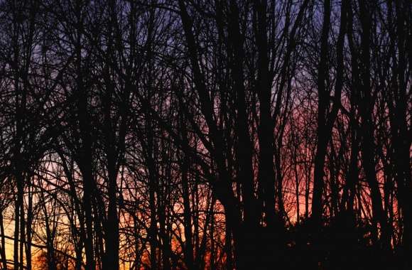 Sunset Silhouette Tree
