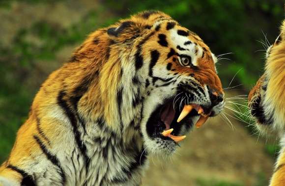 Tigers Roaring