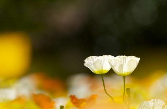 Two White Poppy Flowers