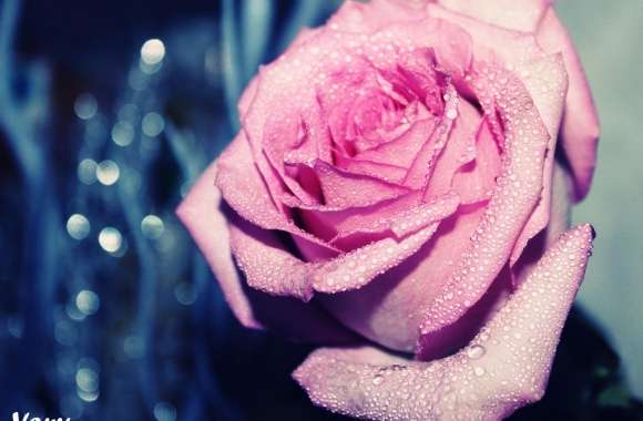 Wet Rose Petals