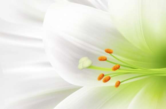 White Lily, Easter Flower