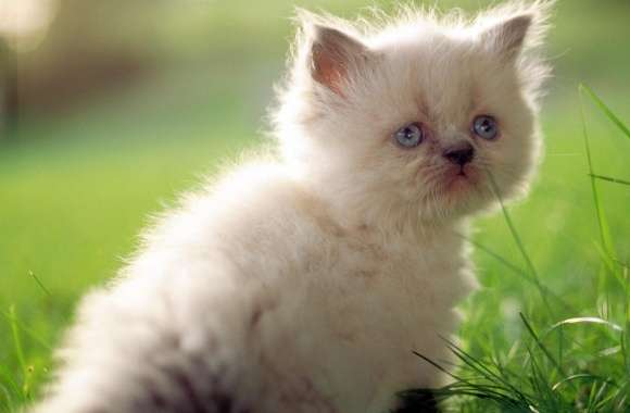 White Persian Kitten With Blue Eyes