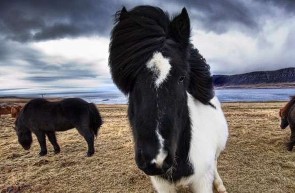 Wild Icelandic Horses