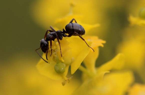 Wood Ant, Waldameise,