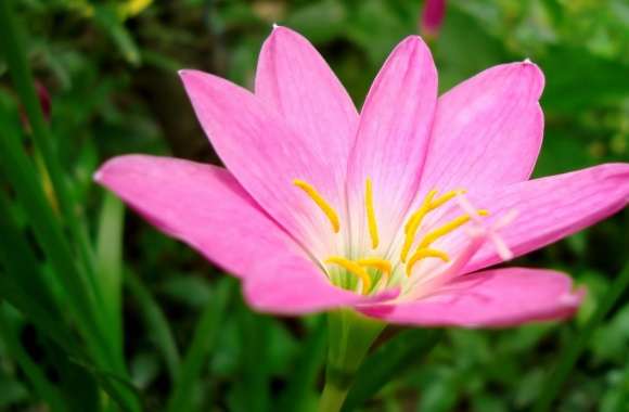 A Unknown Pink Flower