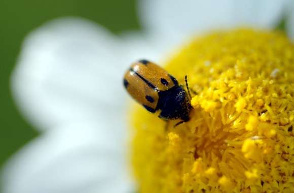 Beetle On A Daisy