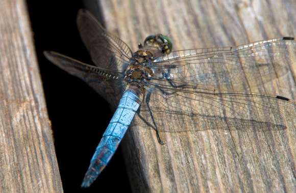 Blue Dragonfly, Libelle, Austria