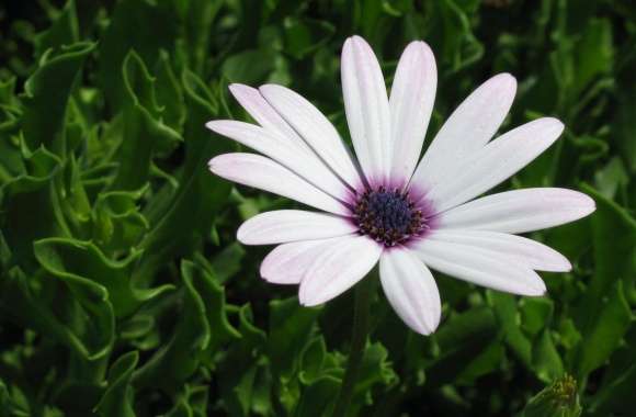 Cape Daisy Flower