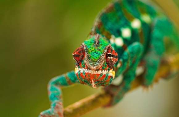 Colorful Chameleon Macro