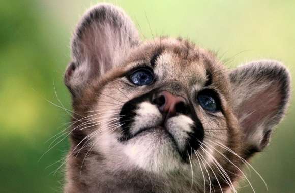 Cute Cougar Cub