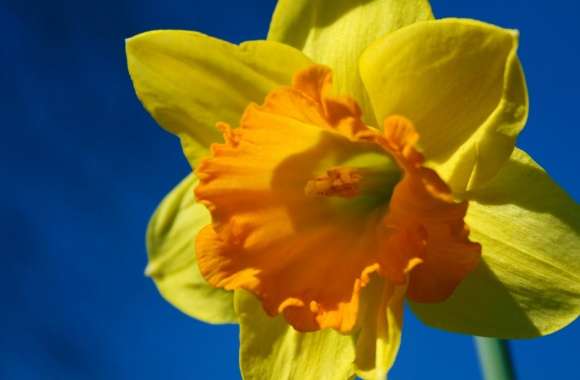 Daffodil Flower Against Blue Sky