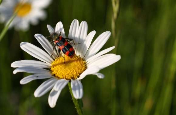 Daisy And Insect