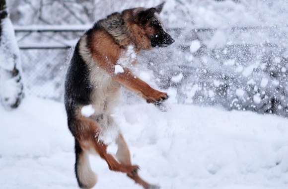 German Shepherd Plying In The Snow