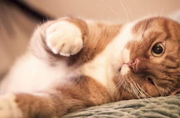 Ginger Cat Lazy