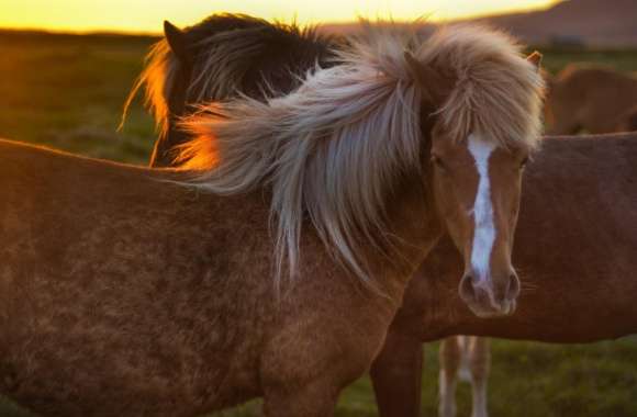 Horses In Iceland