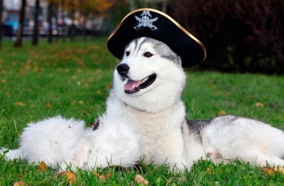 Husky With Pirate Hat