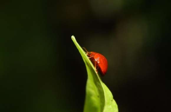 Ladybug climbing