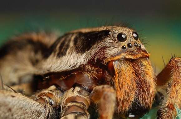 Tarantula Spider