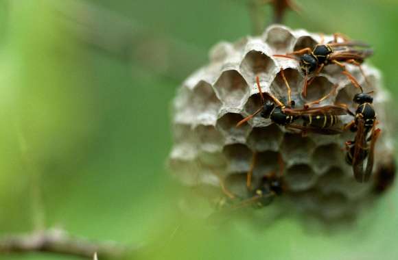 Wasp Hives