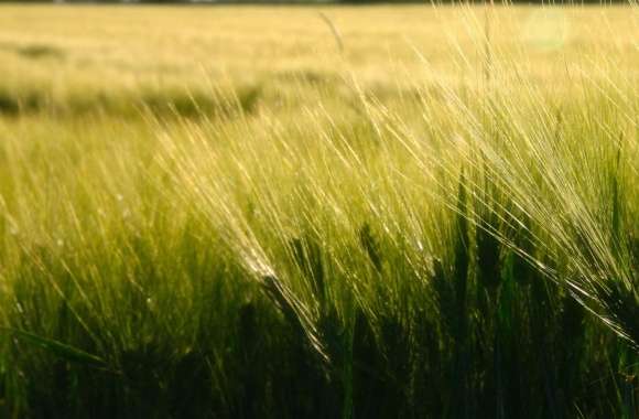 Wheat, Germany