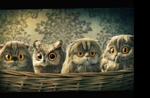 Funny cats or owls