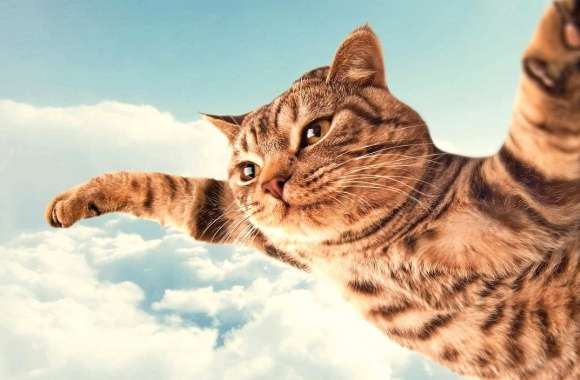 Funny flying cat