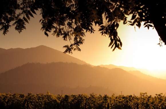Golden Sunset Over Vineyard