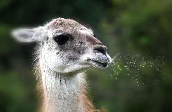 Lama that spits