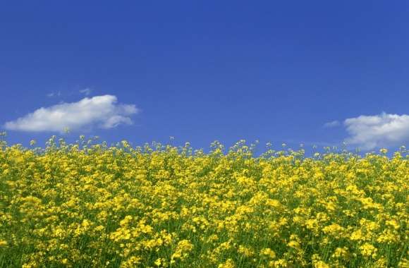 Mustard Flower Field 1
