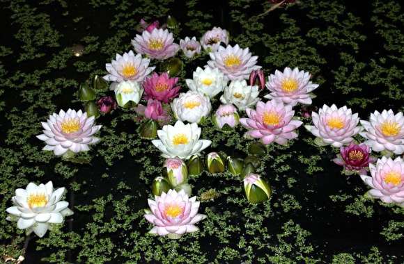 Water lilies on the lake