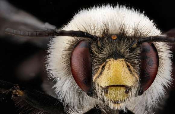 Anthophora Bomboides Head Bee Macro
