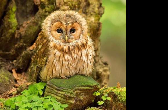baby owl