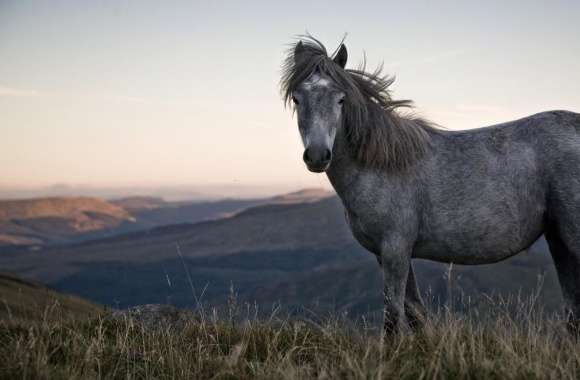 Beautiful Wild Horse