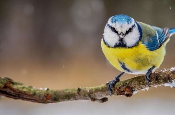 Blue Yellow Bird