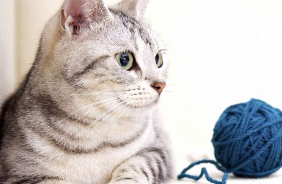 Cat looking at the yarn ball