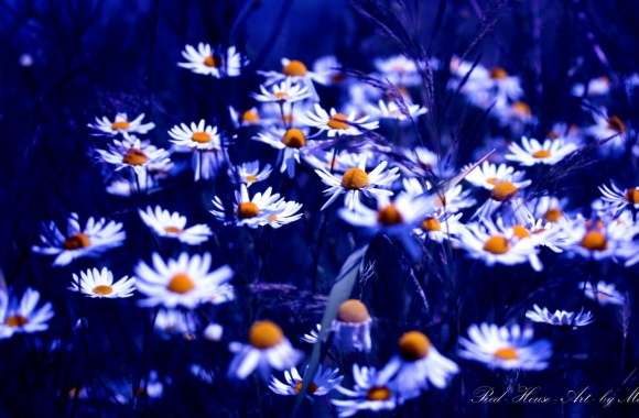 Daisies Group