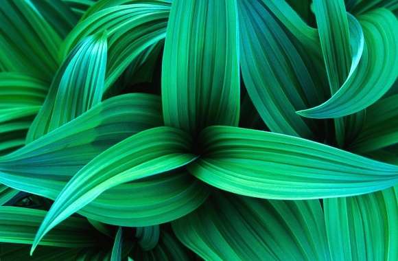 Exotic green leaves