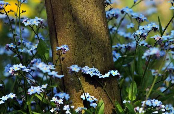 Forget Me Not Flowers Near A Wooden Pole