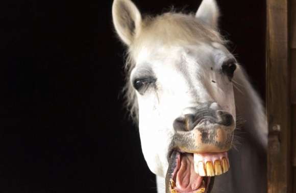Funny smiling horse