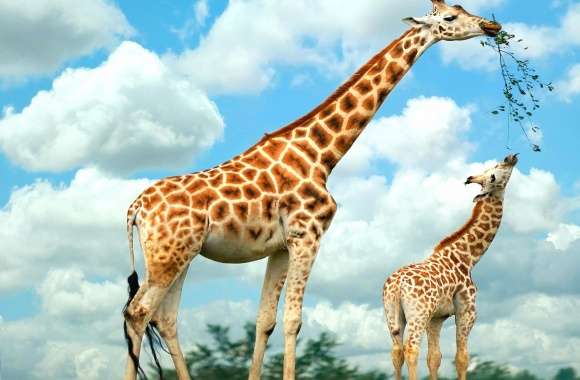 Giraffe mother and son