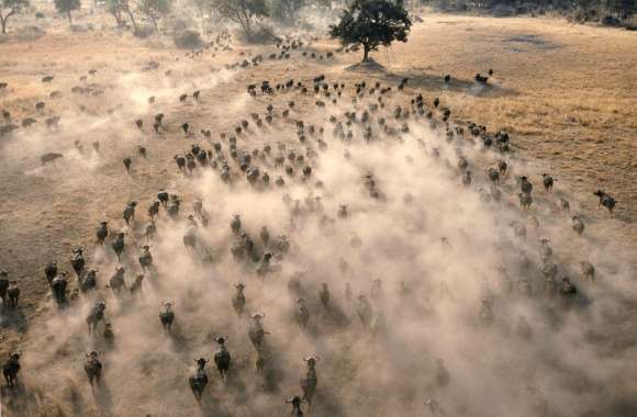 Herd of buffalos