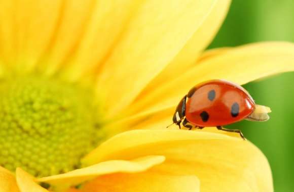 Ladybug On Yellow Flower, Macro