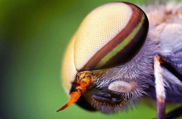 Macro eye insect fly