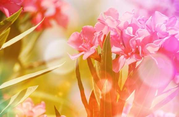 Pink Oleander Flowers