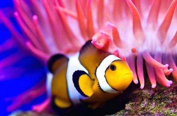 Sea coral anemone fish